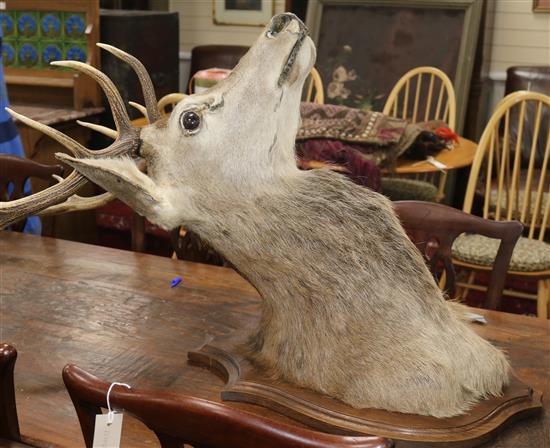 A taxidermic stags head